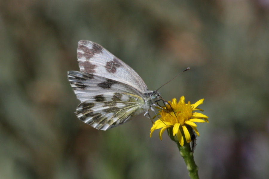 Pontia edusa ?